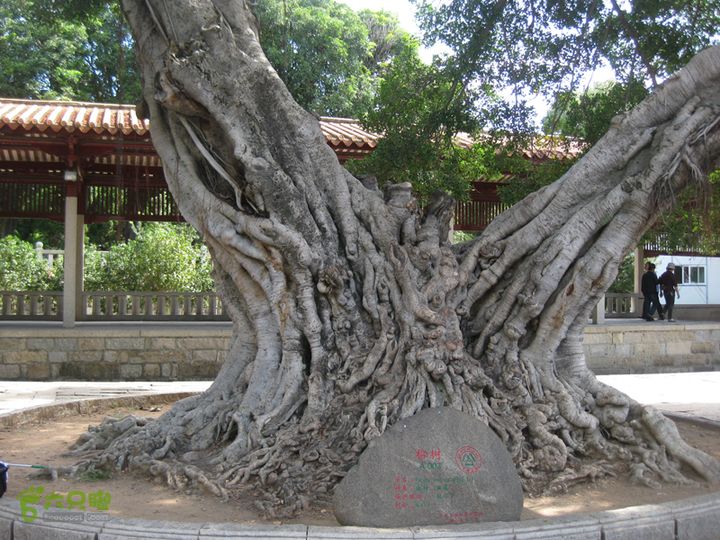 2015-11-6-2福建泉州大开元寺IMG_0570