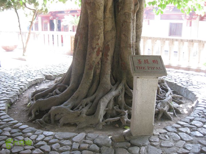 2015-11-6-2福建泉州大开元寺IMG_0584