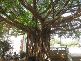 IMG_0596