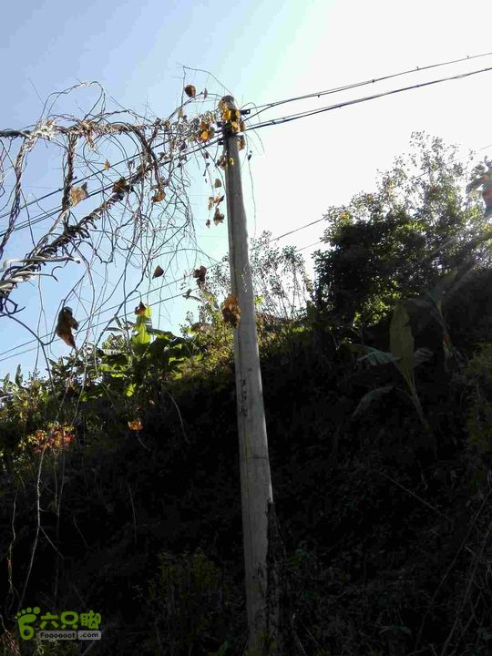 茂兰-哨街杆路隐患哨街-茂兰46#