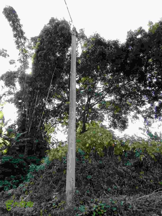 茂兰-哨街杆路隐患哨街-茂兰36#