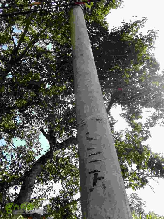 茂兰-哨街杆路隐患哨街-茂兰35#