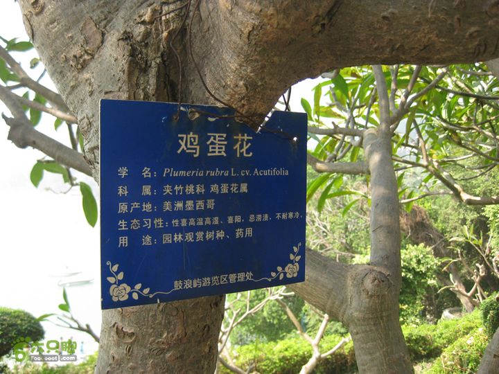 2015-11-8-3福建鼓浪屿（步行一）IMG_0899