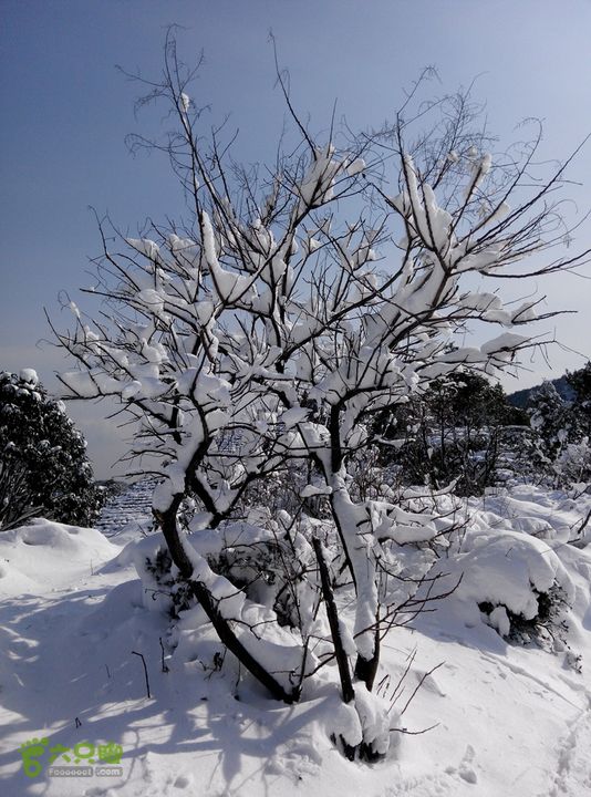 十里琅珰踏雪IMG_20160123_125927