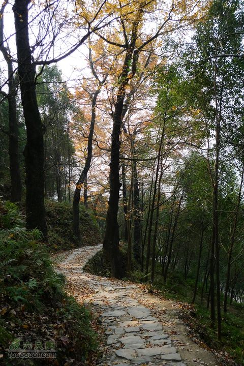 文成紅楓古道松龍嶺到徐村嶺