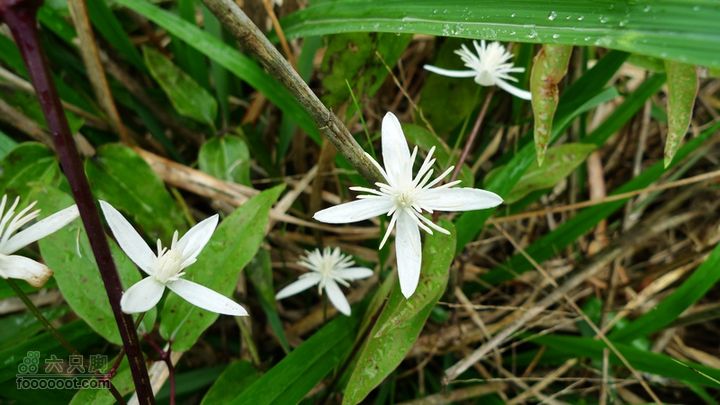 盘古楼尖穿越桐岭岷岗柱果铁线莲
