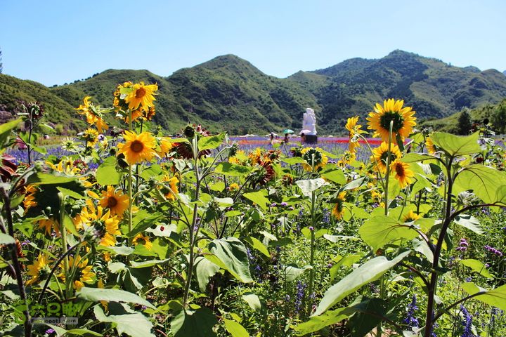 2012819密云人间花海img6708