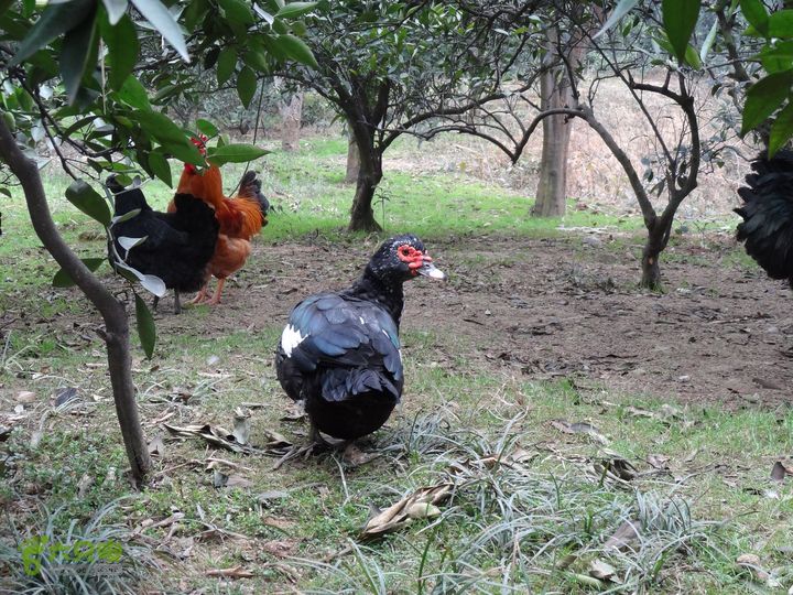 初二回老家过年, 走在乡间的田埂上dsc01956_眉山_脚印_东坡区_六只脚