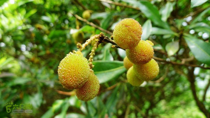 金堡林溪古道环线杨梅还没熟可惜了