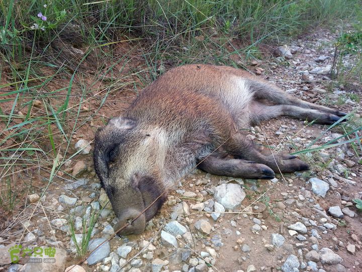 黑龙洞沟母猪凹西凌井电死的野猪