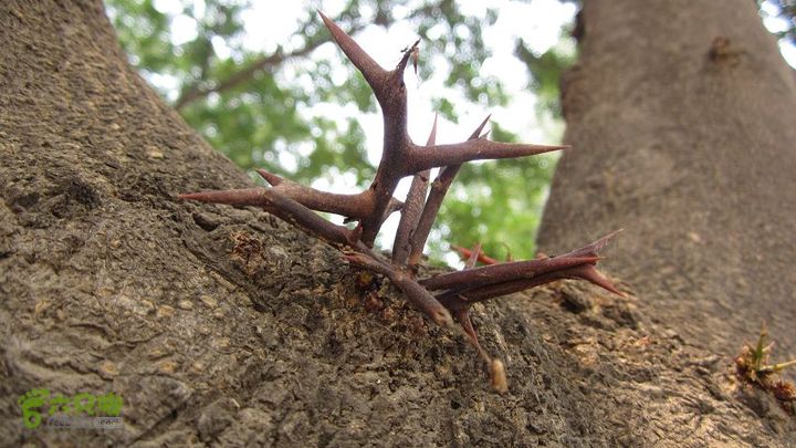 骑行西安市户县宝鸡市眉县汤峪太白山26树上还长着这种刺也许这是个