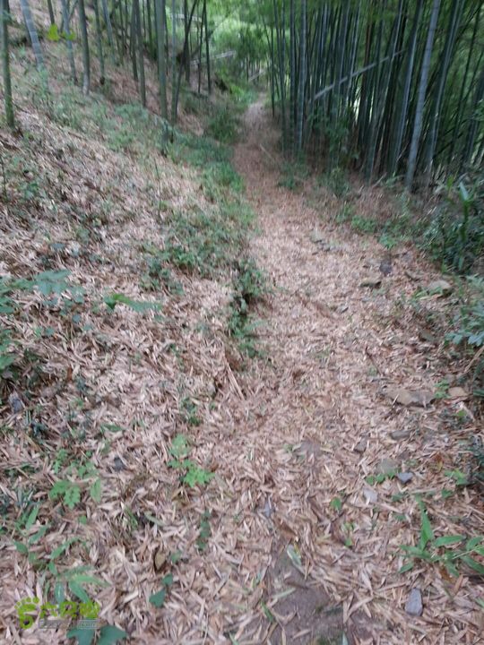 岗墩东芧茅山庙前红顶塌脑岗翠屏山养鸡场