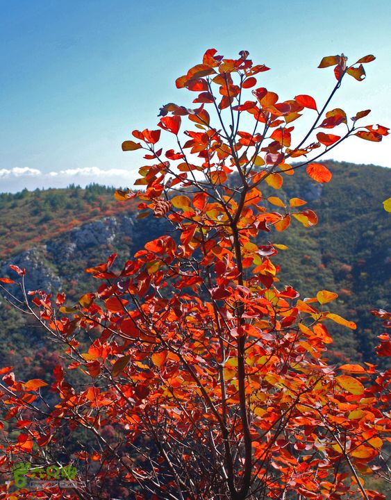 橫嶺北山脊紅葉