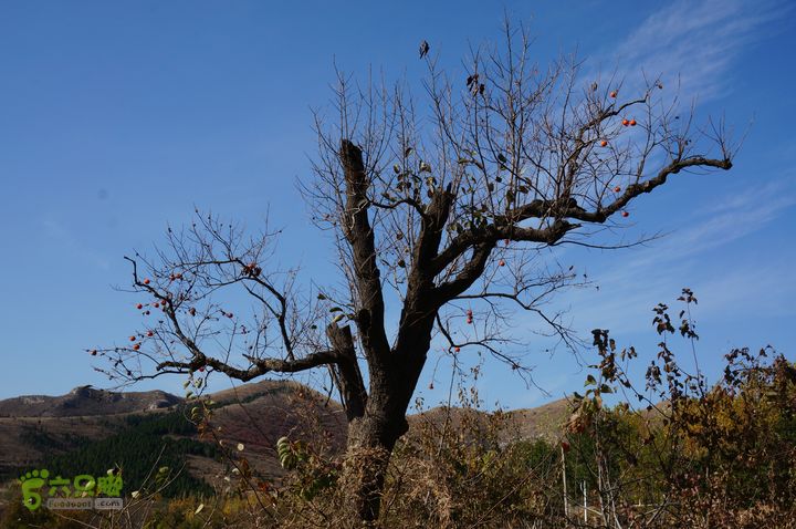 秋天的老柿子树                           