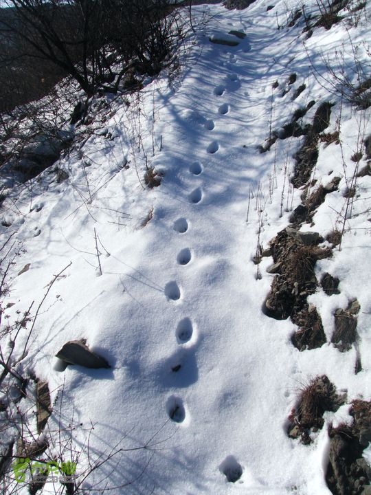 石门营红土岗定都阁广慧寺坡头村中门寺街雪后鸟兽脚印