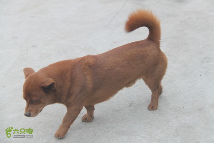 中华田园犬矮脚狗图片