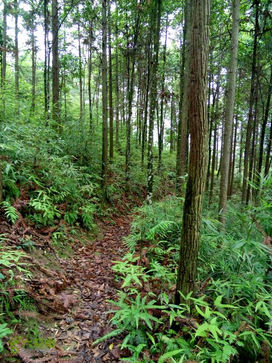 光林天湖寺天后宫护林道